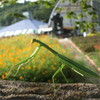 カマキリ拳法