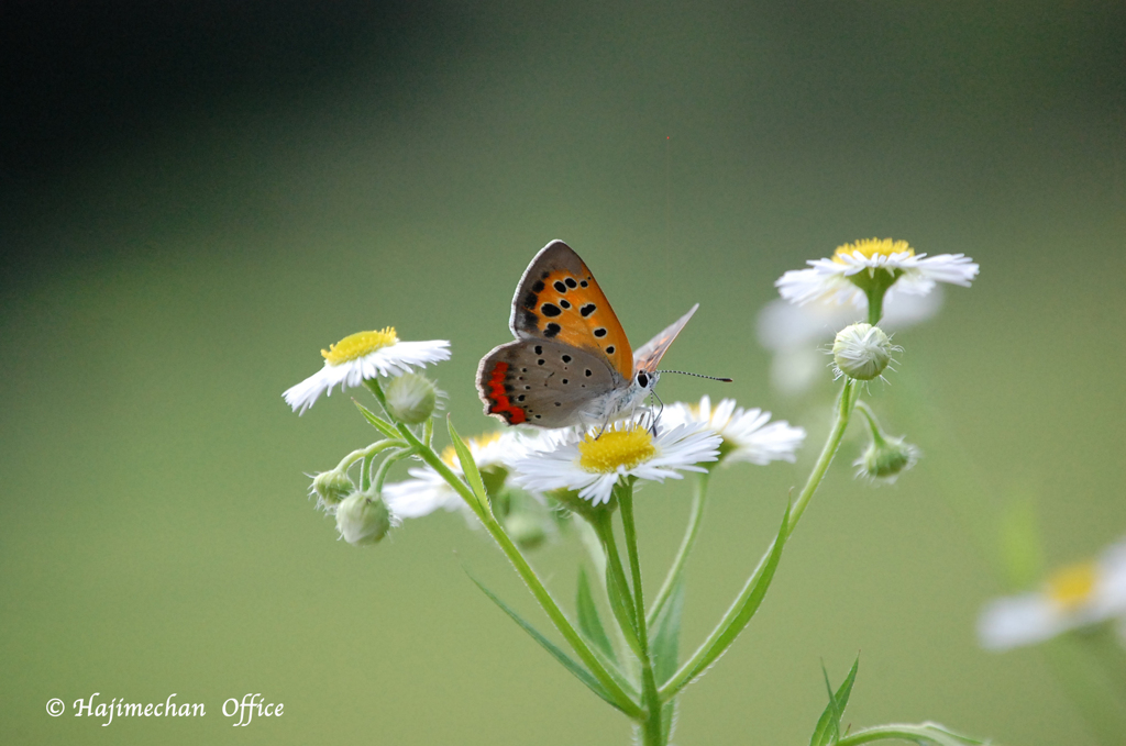 ベニシジミの休日
