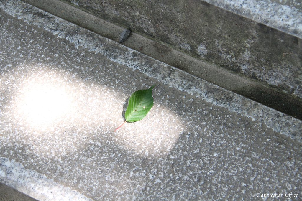 ひなたぼっこ