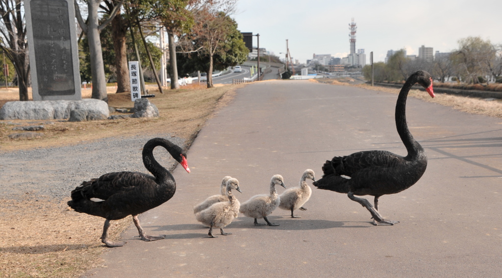 黒鳥家族の行進