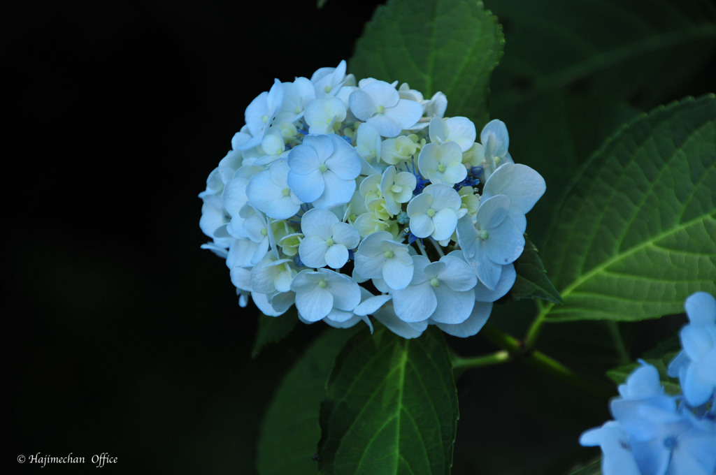 紫陽花の詩