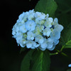紫陽花の詩