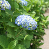 紫陽花小径