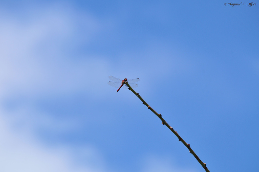 天空とんぼ