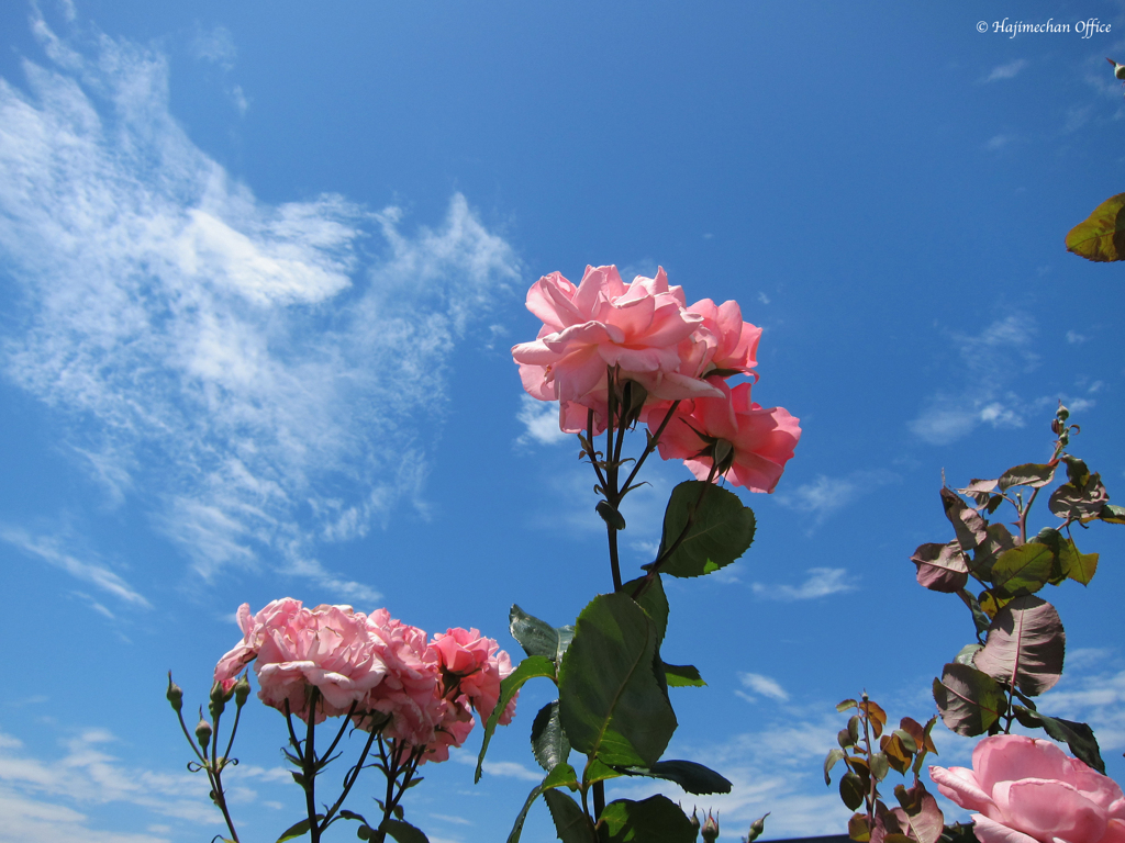 青空と薔薇