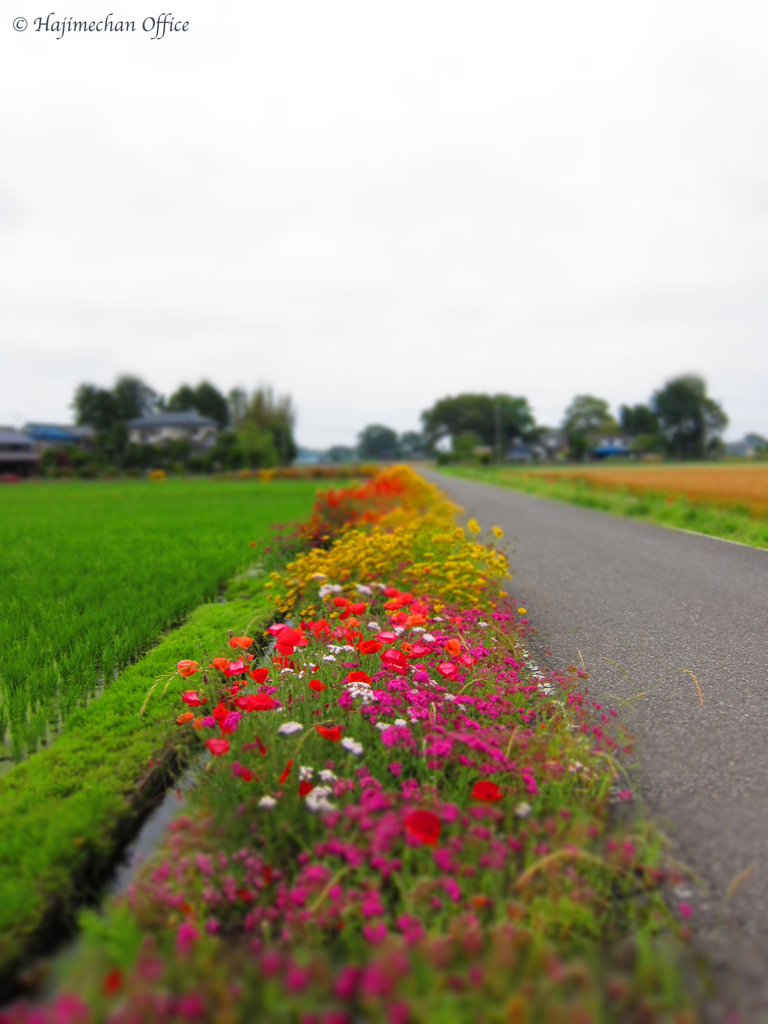 Flower Road