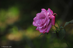 魅惑の薔薇