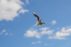 Flying GeT!