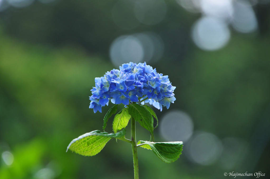 紫陽花