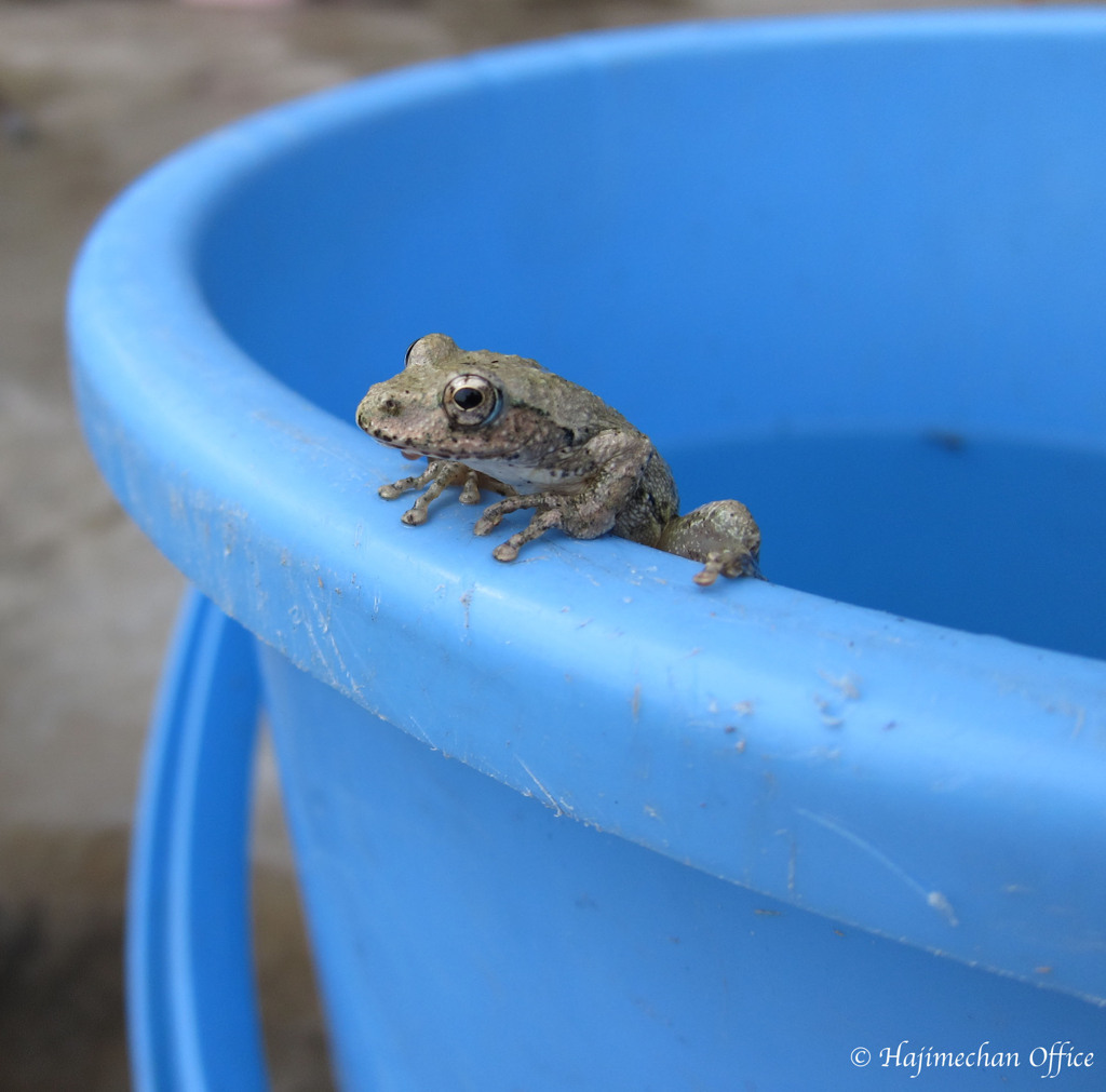 バケツのカエル