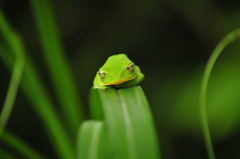 お昼ねモリアオガエル