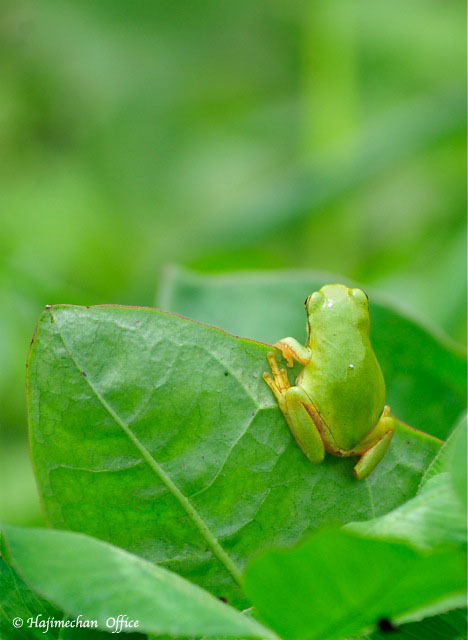 アマガエル