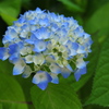 紫陽花の詩