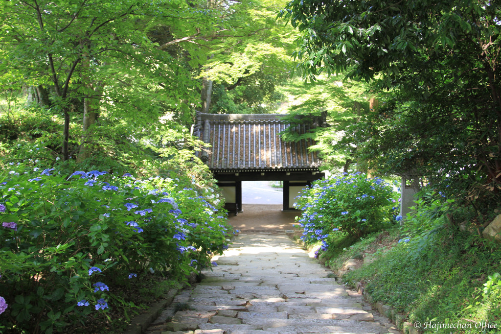 あじさい寺