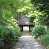 あじさい寺
