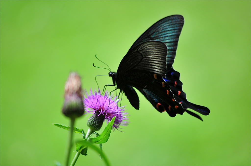 アザミとカラスアゲハ