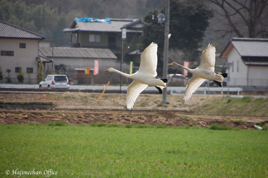Synchronized Flying