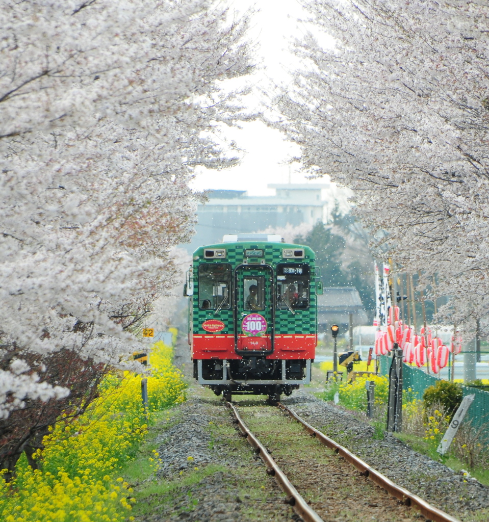 春色列車