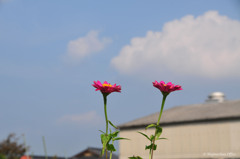 空と遊びたくて