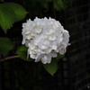 紫陽花