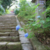 石段と紫陽花
