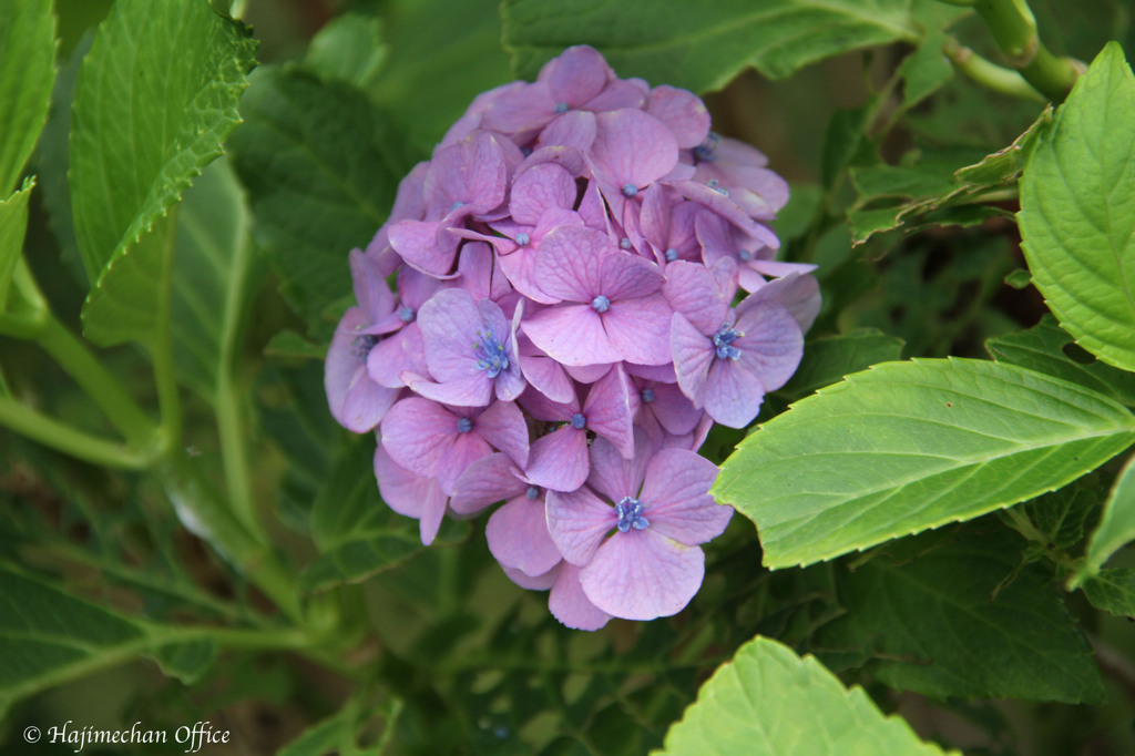 那須の紫陽花