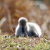 黒鳥の雛