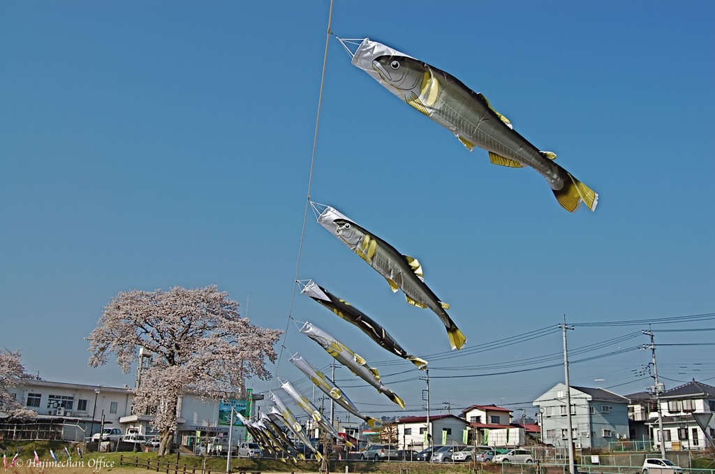 鮎のぼり