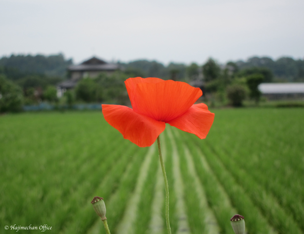 ポピーが見た風景