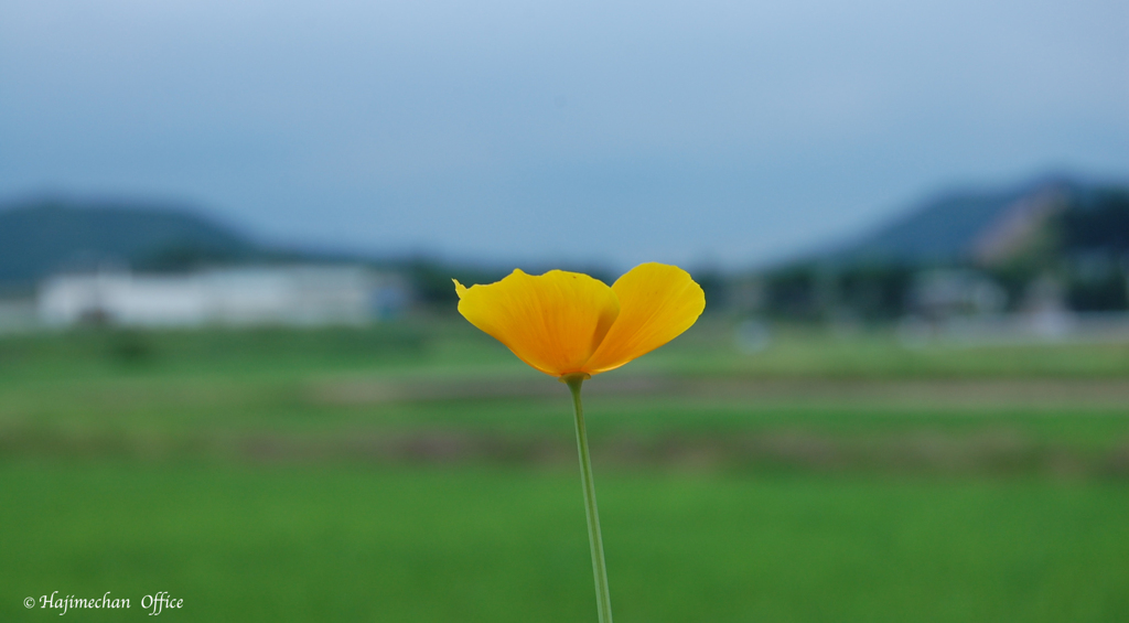 道ばたの君