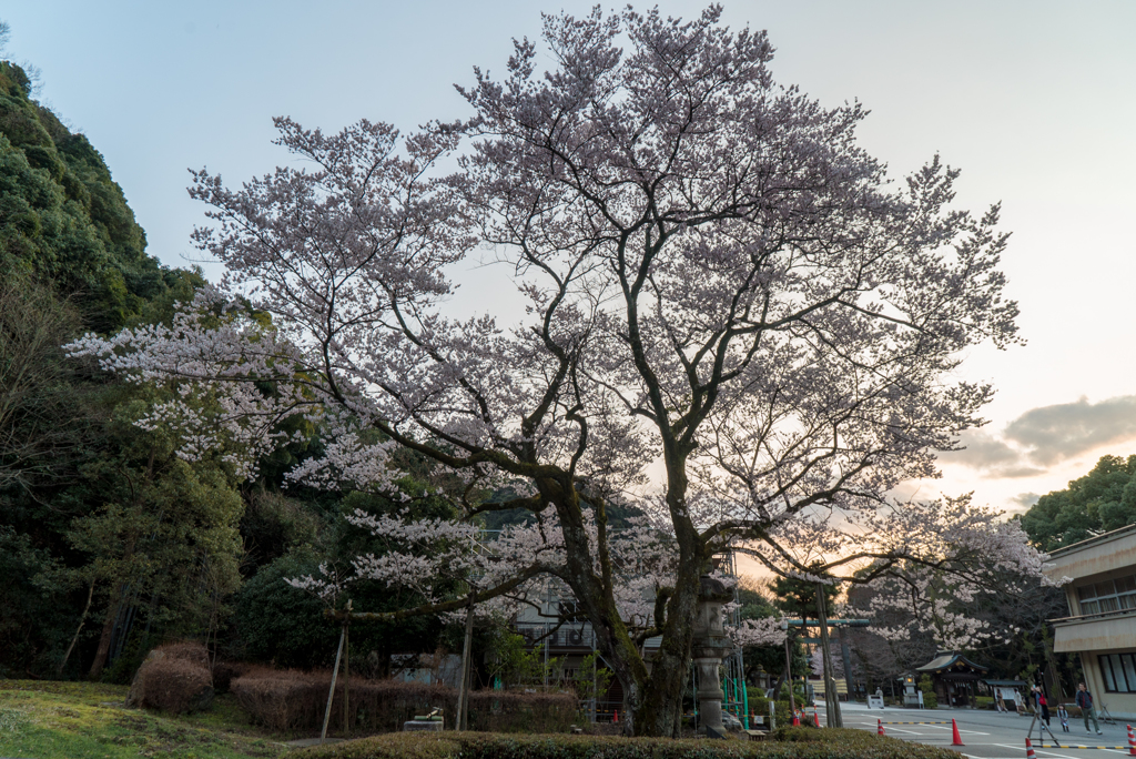 鵜飼い桜満開　1