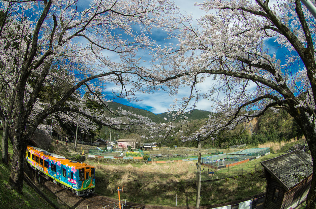 春の樽見鉄道　1