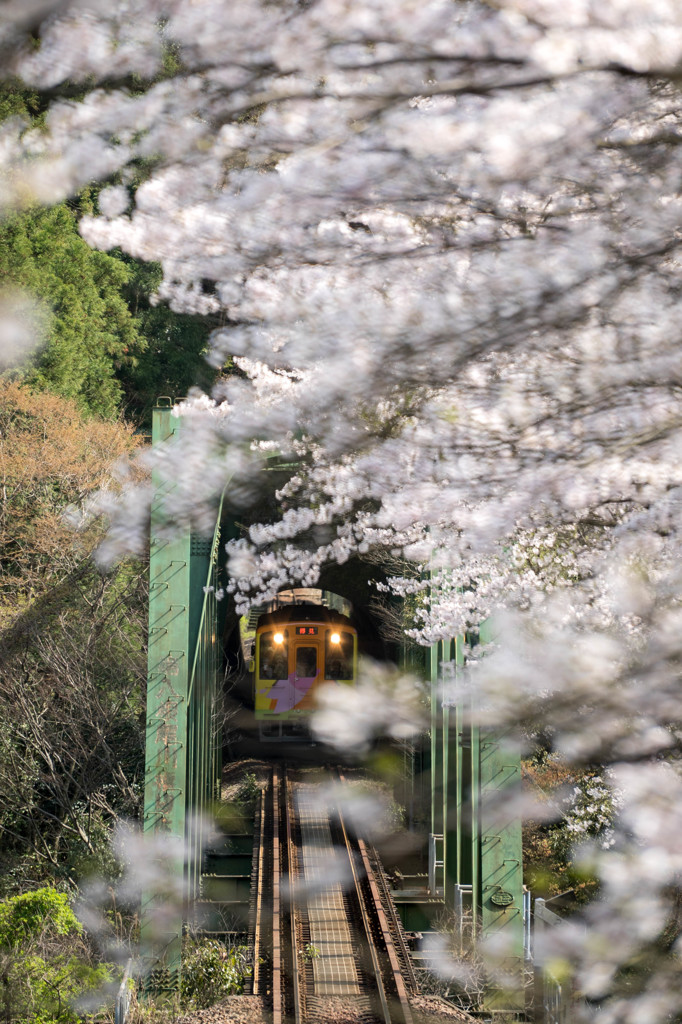 春の樽見鉄道　8