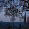 荘川桜　一