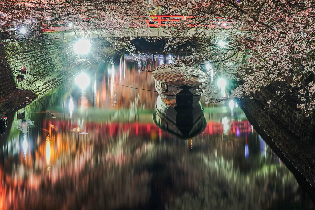 水門川夜桜　1