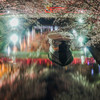水門川夜桜　1