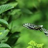 アゲハ