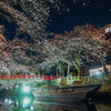 水門川夜桜　2