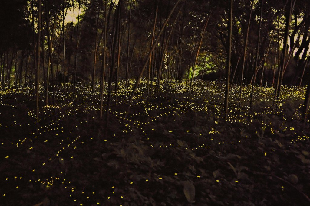 竹林の蛍