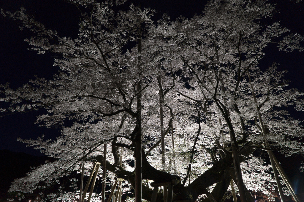 薄墨桜