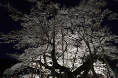 薄墨桜