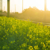 菜の花列車