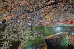 水門川夜桜　4