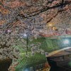 水門川夜桜　4