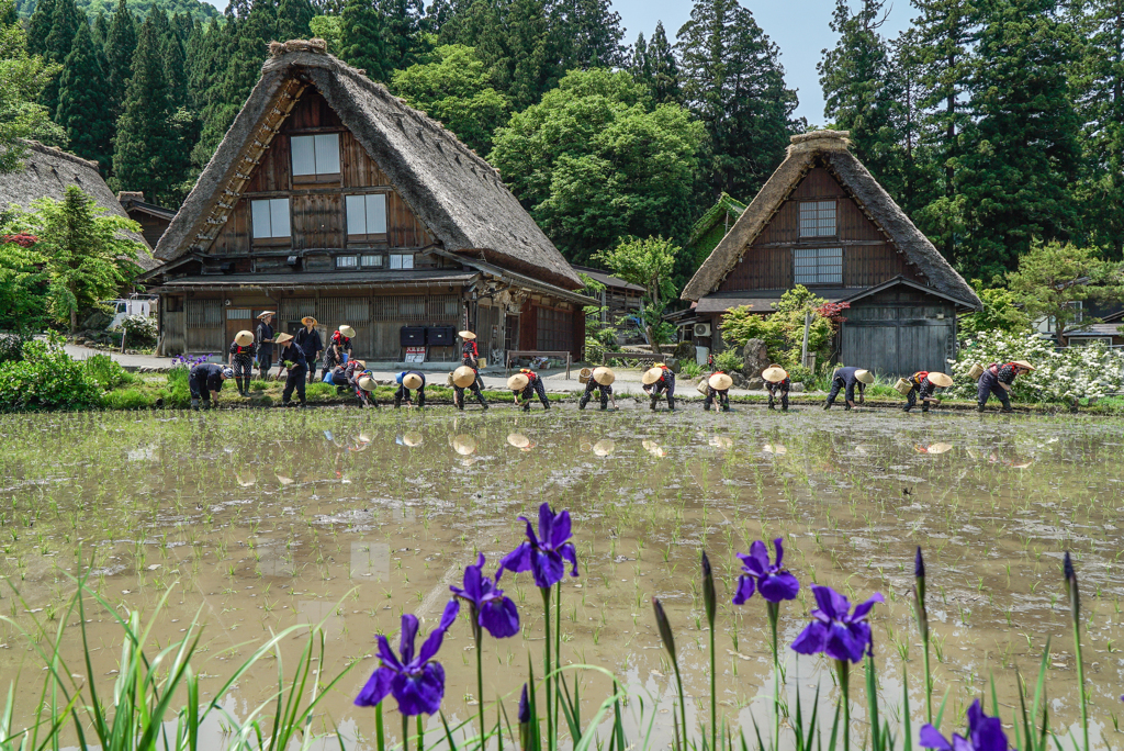 白川郷田植え祭り　2