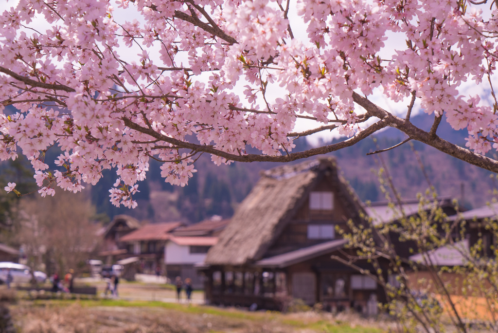 春の白川郷　2