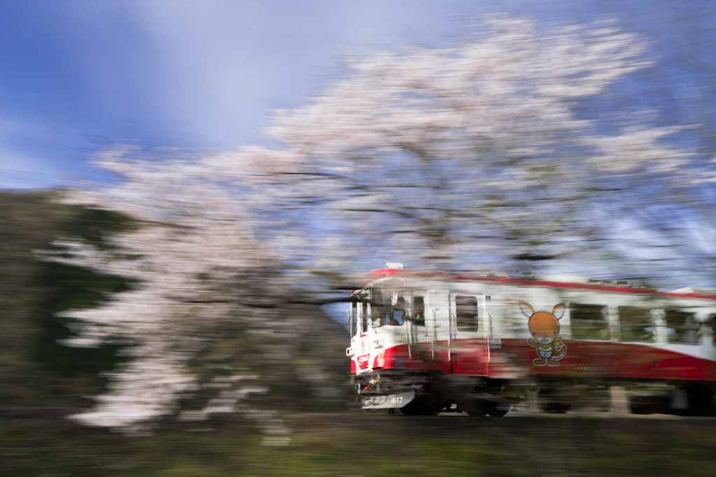 春の樽見鉄道　2