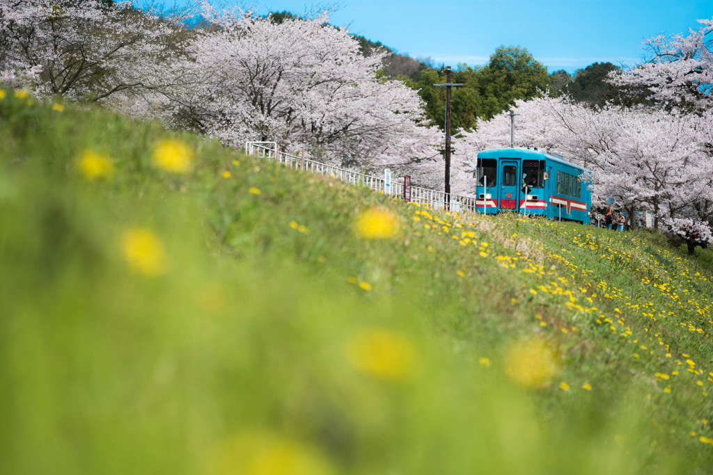 春の樽見鉄道　6