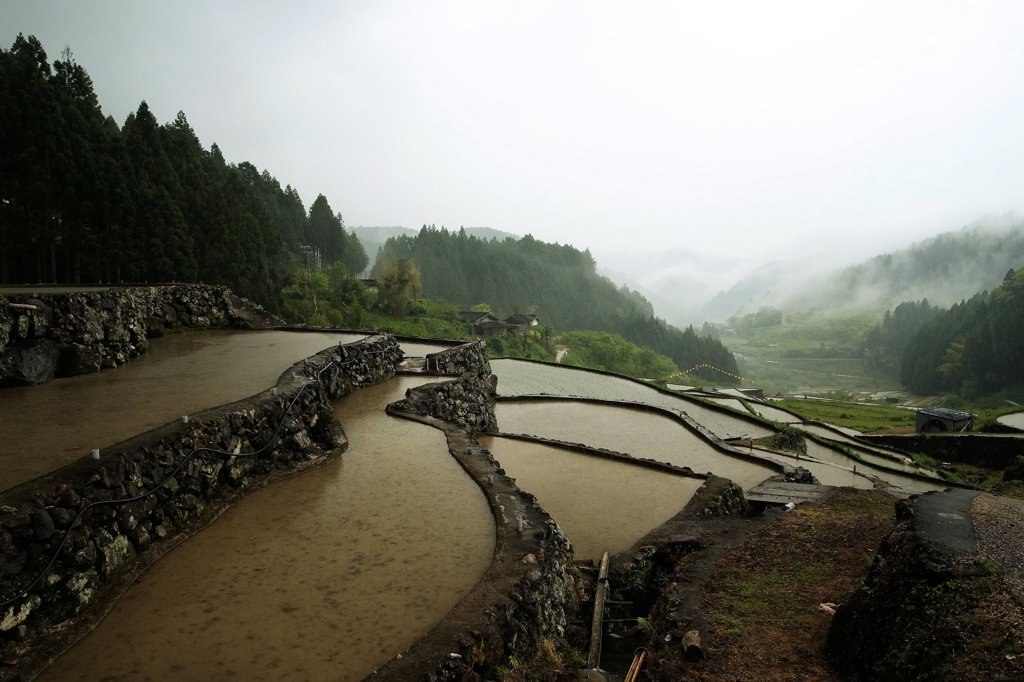 雨の千枚田　Ⅰ