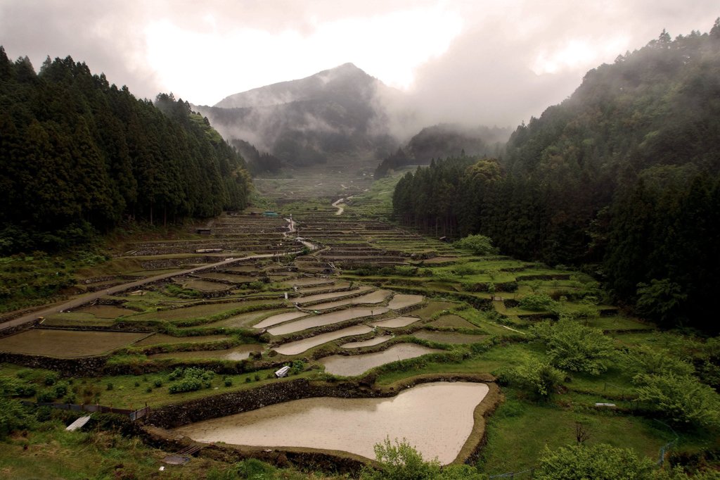 雨の千枚田　Ⅱ